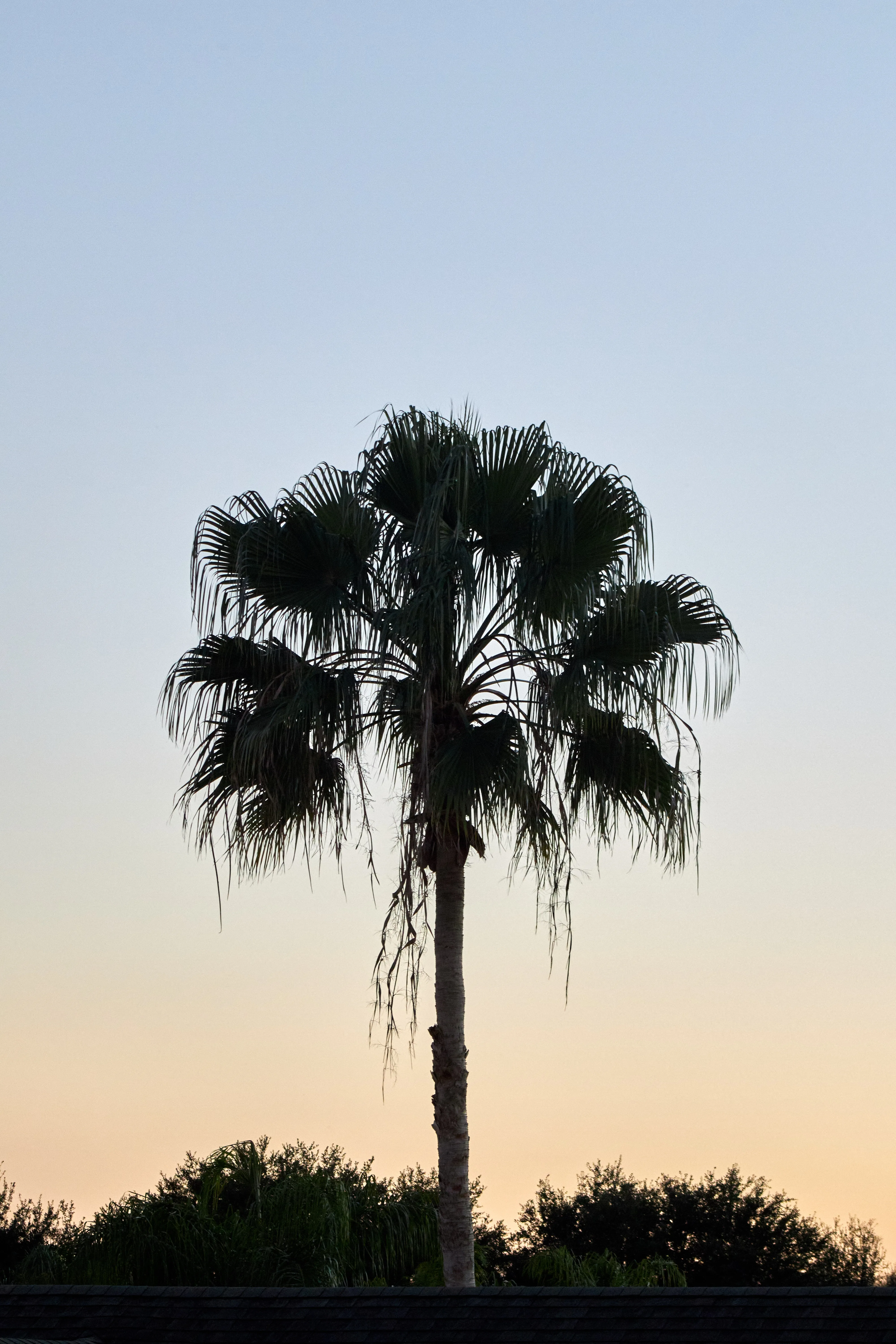 A silhouetted palm tree against a sunset sky